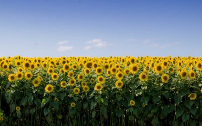 There is no such thing as a singular brand story
